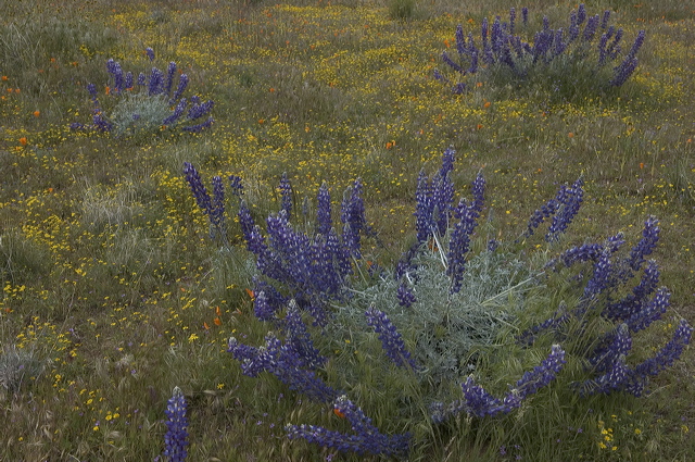 dsc_1629.jpg