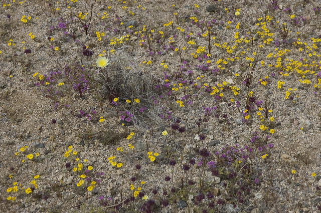 dsc_2185.jpg