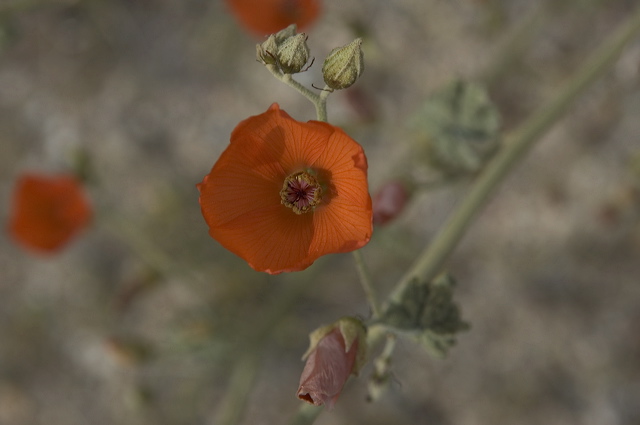dsc_2195.jpg