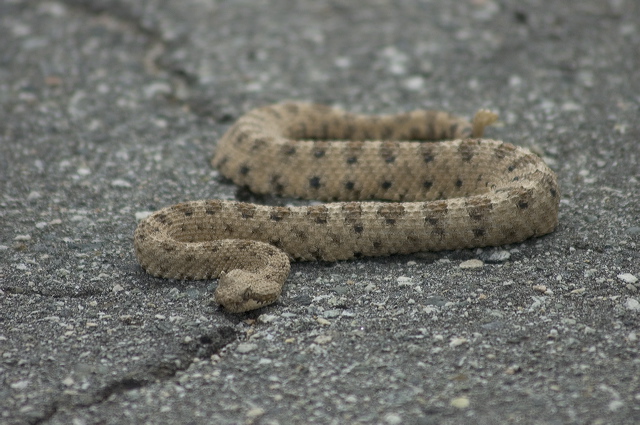 dsc_2274.jpg