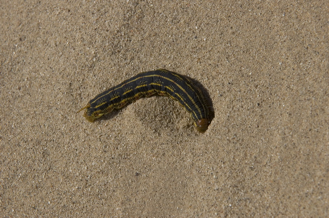 dsc_2445.jpg