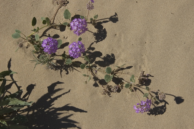 dsc_2449.jpg