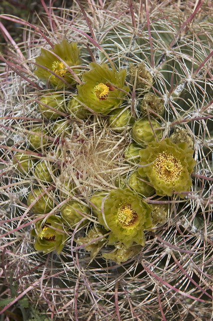 dsc_2557.jpg