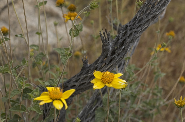 dsc_2574.jpg
