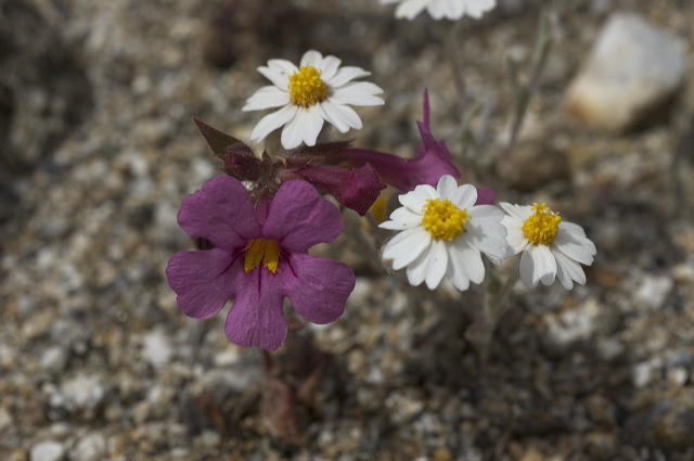 dsc_2612.jpg
