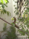 caterpillar