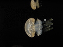 crw_6198