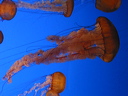 crw_6237
