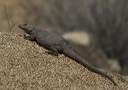 dsc_2296-crop