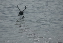 dsc_3151-crop