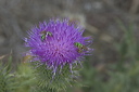 dsc_4446-crop