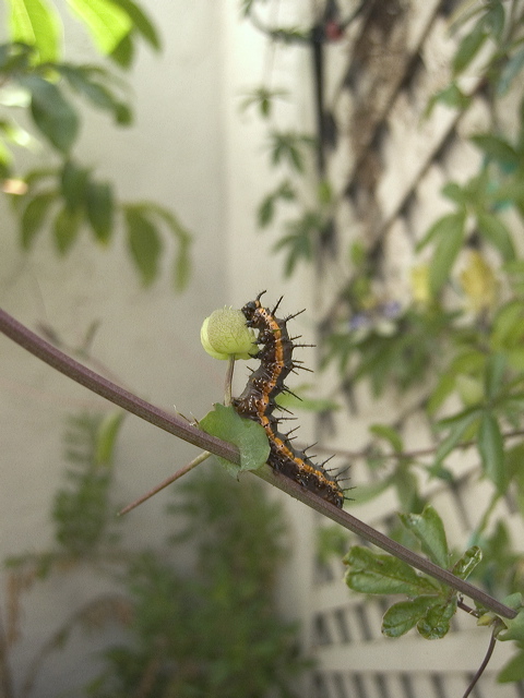 caterpillar.jpg