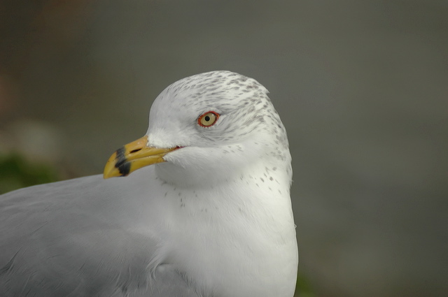 dsc_0080.jpg