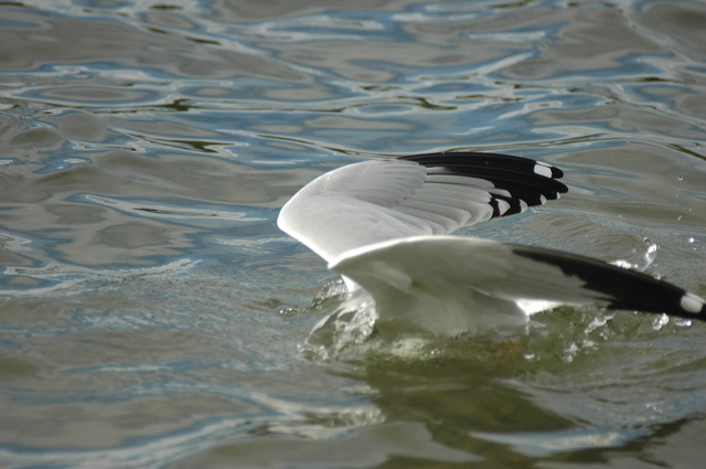 dsc_0104.jpg