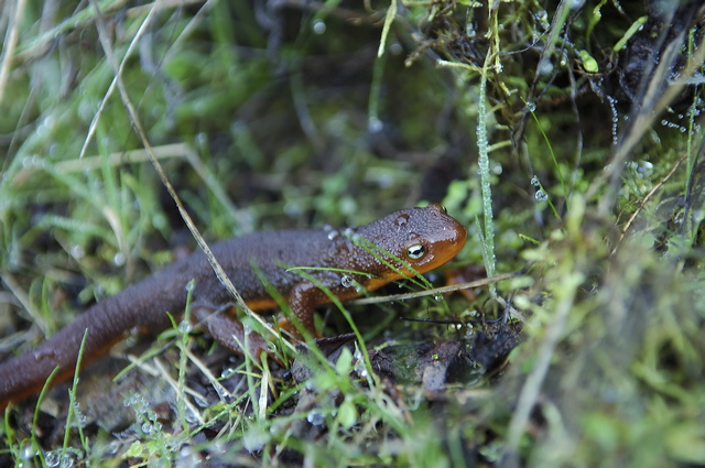 dsc_0723.jpg