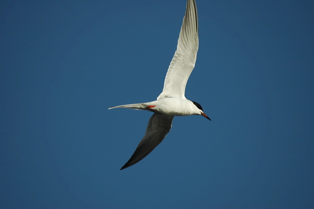 dsc_2862.jpg