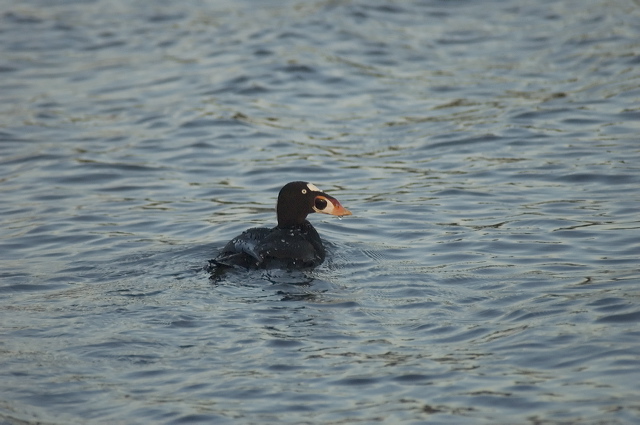 dsc_3098.jpg