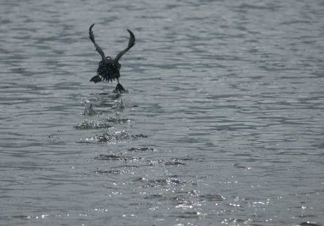 dsc_3151-crop.jpg