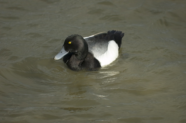dsc_3320_2.jpg