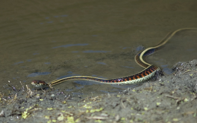 dsc_3555.jpg