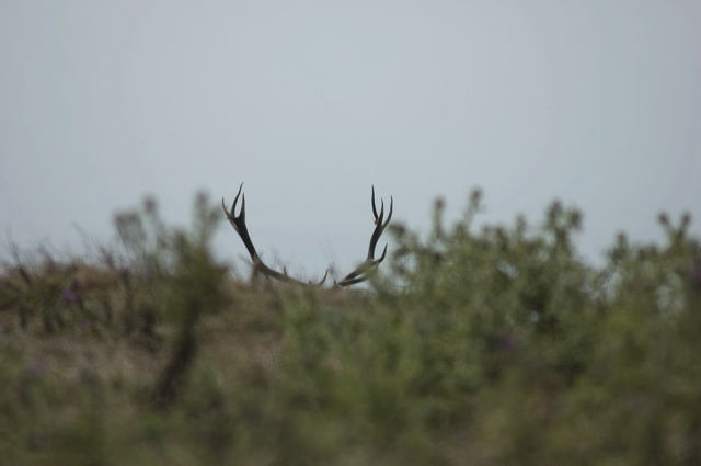 dsc_5110.jpg