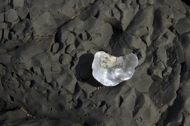 dsc_1319.jpg