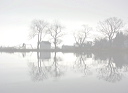 trees3