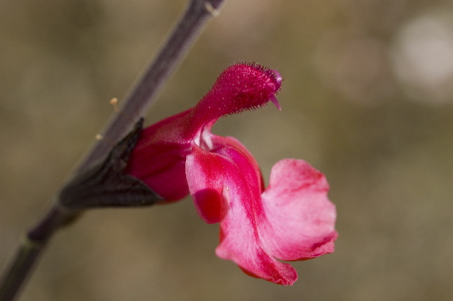 _dsc7870.jpg