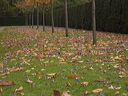 crw_6464